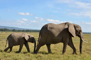 Elephants