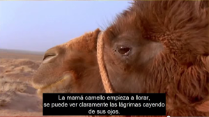 Mother camel weeps